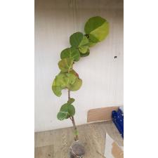 Cocoloba uvifera variegata 35 по 4200p