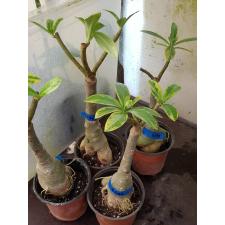 Adenium sp 8636