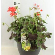 Pelargonium Vancover Centennial 50р черенок