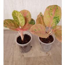 Aglaonema anklet gold/ Gamlai Thong A-87 pot