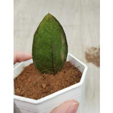Zamioculcas zamiifolia black variegated (1 leaves) НОМЕР 2
