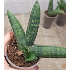 Сансевиерия сп. Зумо мини / Sansevieria sp. Zumo mini