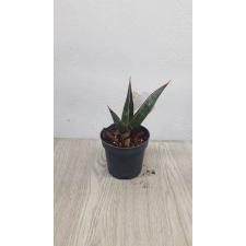 Sansevieria pinguicula (M) 616
