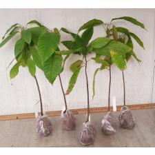 Cacao theobroma (only seedling) 37