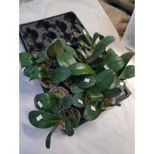 Фаленопсис И-Хсин Йеллоу Леопард / Phal. I-Hsin Yellow Leopard 2.5" B36 octob