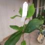 Hoya mitrata