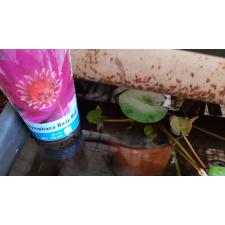 Nymphaea Mix Waterworld red