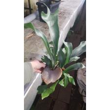 Platycerium Bifurc.