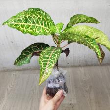 Codiaeum C-4 Tao way tus