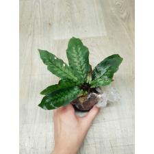 Quercifilix zeylanica 248