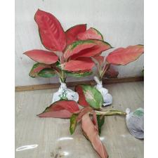 Aglaonema Chang Dang - Pink A-25
