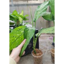 Dieffenbachia sp Tricolor стакан 700р