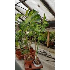Polyscias 'Pennockii' 625