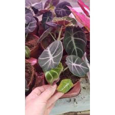 Alocasia 'black Velvet' 12 cm pot 01,02,22