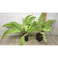 Nephrolepis exaltata Gold