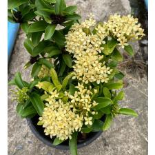 Иксора сп.(Т40) Карликовый (Кремовый цветок) / Ixora sp.(T40) Dwarf (cream flower) 87
