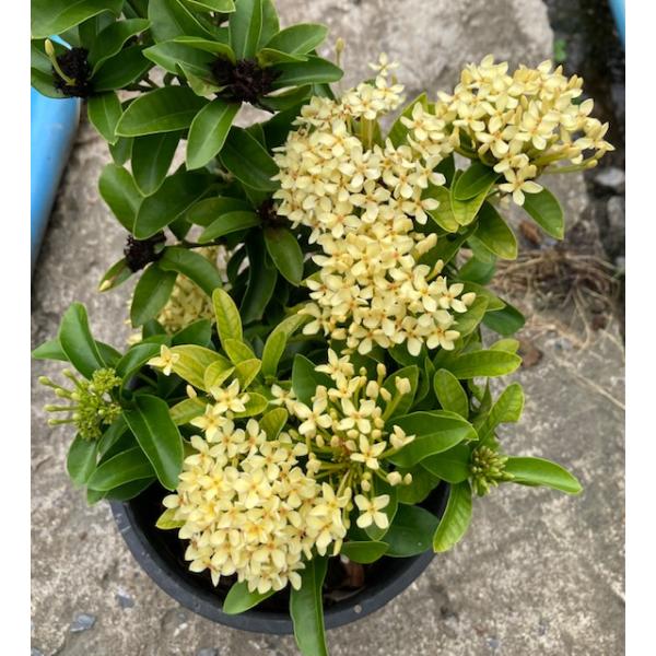 Иксора сп.(Т40) Карликовый (Кремовый цветок) / Ixora sp.(T40) Dwarf (cream flower) 87