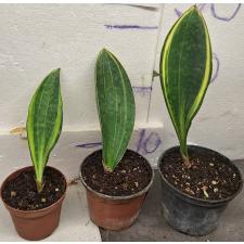 Сансевиерия масониана варегатная. / Sansevieria masoniana variegata