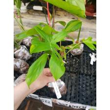 Philodendron squamiferum 'Golden' 523