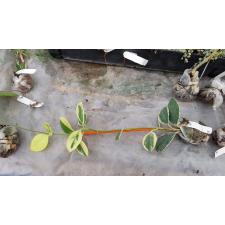 Hoya australis albomarginata 25