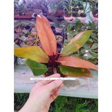 Philodendron red 17 cm pot