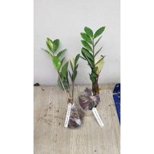 Zamioculcas zamiifolia variegated (short leaf) mart 332