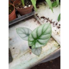 Alocasia Silver Dragon pot S