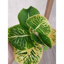 Codiaeum A66 Kong gra phun