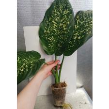 Dieffenbachia sp hybrid Д 10,04 стакан