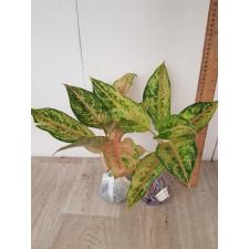 Aglaonema Aradin A-16