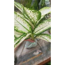 Dieffenbachia delilah 3600p