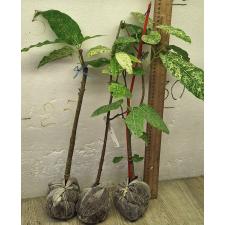 Фикус алтиссима 'Снежный Шторм' / Ficus altissima 'Snow Storm' 104/1