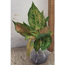 Аглаонема Пракайпет Гибрид. / Aglaonema Prakaipet hybrid A-65