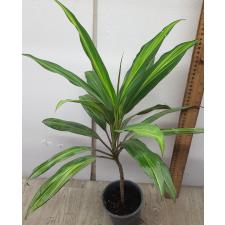 Cordyline Fruti. 'kiwi' 