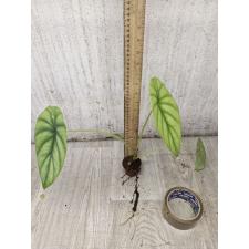 Alocasia clypeolata A.Hay2.5"B10ps. October