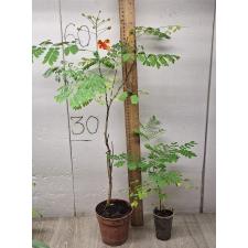 Caesalpinia pulcherrima (not variegated)