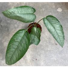 Schismatoglottis wallichii (silver form) 282/1