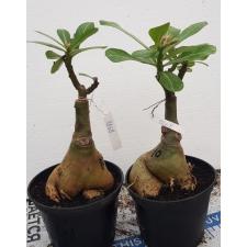 Adenium EK 8668