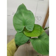 Homalomena sp pot 400p