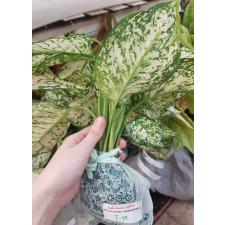 Aglaonema T19 Anyamanee White