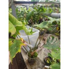 Philodendron sp.(T47).556
