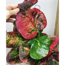 Codiaeum Amnat Charoen (F1) 75