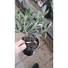 Olea Europaea