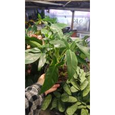 Syngonium auritum.
