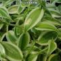 Vanilla planifolia 'Albo-Variegata' (Vanilla somai Hay. 'Albo-Variegata') 1.7"