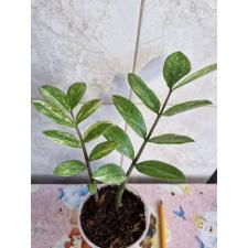 Zamioculcas zamifolia variegated short leaf 2 листа pot