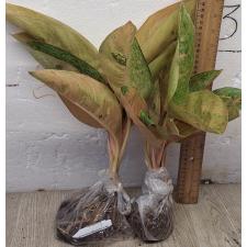 Аглаонема Пинки Банана / Aglaonema Pinky Banana A-48
