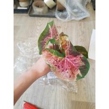 Caladium sp C-12
