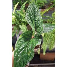 Антуриум Сири (Радиканс х Дресслери) / Anthurium Siri (radicans x dressleri) 