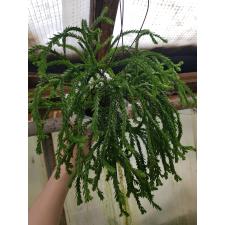 huperzia sp 5 pot